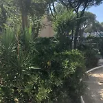 Bliss Blanes